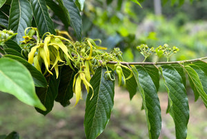 L'Ylang-Ylang : Découverte du Somptueux Trésor Parfumé de Mayotte